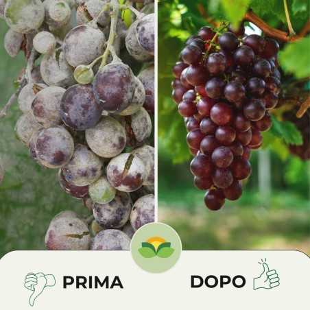 Bicarbonato Sodio 10 Kg 10 Kg Carbonato Di Sodio (bicarbonato Di Sodio) - Per Uso Alimentare (E500), Puro, Senza Additivi, In Secchio Pecarbonato Disosio Alga - Foto 9