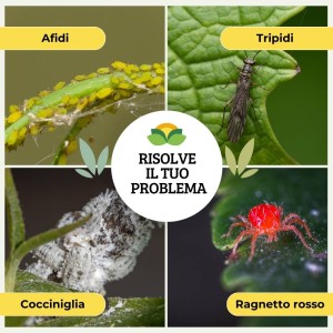 OLIO DI SOIA SPRAY 1 Lt  RTU
