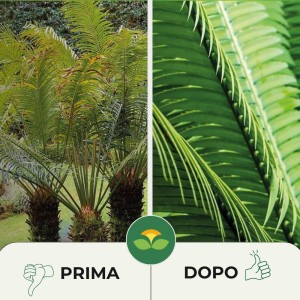 CONCIME GRANULARE CYCAS E PIANTE TROPICALI 1 Kg