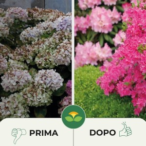 CONCIME GRANULARE PER ORTENSIE E ACIDOFILE 1 Kg