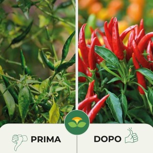 CONCIME GRANULARE PER PEPERONCINI 300 g