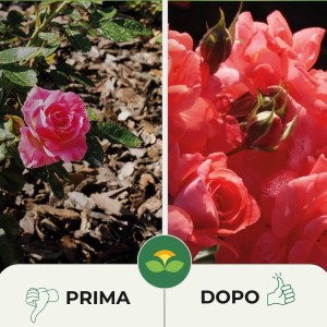 CONCIME GRANULARE PER ROSE 1 Kg