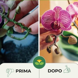 CONCIME IN POLVERE PER ORCHIDEE 300 g
