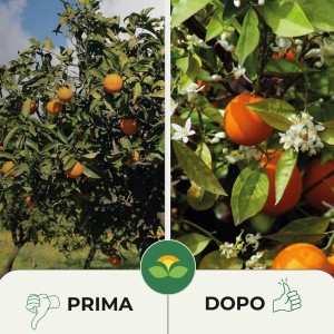 LUPINI MACINATI 750 g