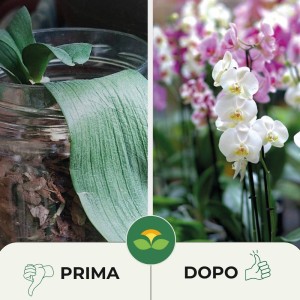 TERRICCIO PER ORCHIDEE 2 Lt