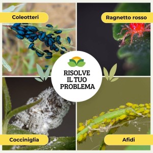 INSETTICIDA SPRUZIT CONCENTRATO 10 ml