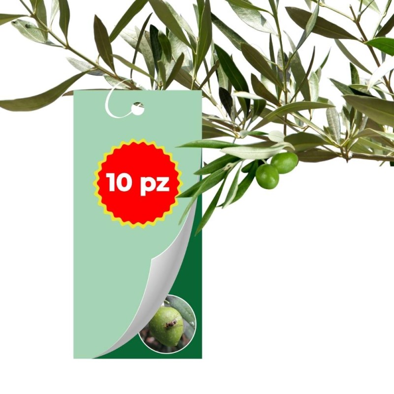 TRAPPOLA CROMOTROPICA VERDE MOSCA DELL'OLIVO 10 pz TRAPPOLA CROMOTROPICA VERDE MOSCA DELL'OLIVO 10 pz