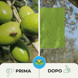 TRAPPOLA CROMOTROPICA VERDE MOSCA DELL'OLIVO 10 pz
