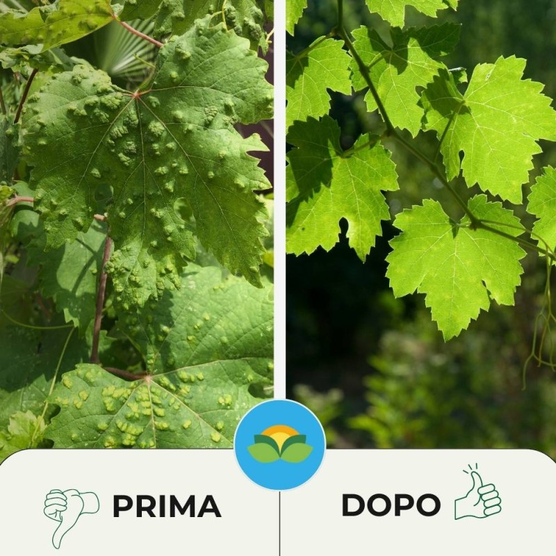 FLORTIS Zolfo Flow 300g - Trattamento Antioidico Per Piante, Fiori E Orto - Foto 7