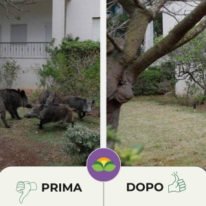 DISABITUANTE CINGHIALI GRANULARE 1 Lt