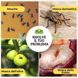MOSCAFU ATTRATTIVO MOSCHE 2 X 50 g