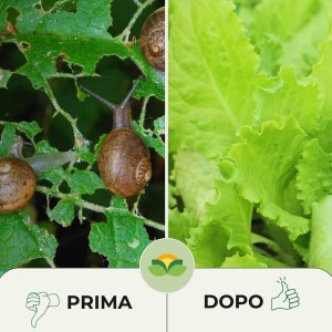 BARRIERA LUMACHE NATURALE CON OSSIDO DI FERRO 2 Kg