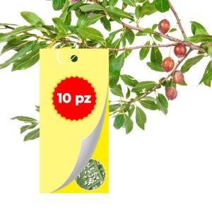 TRAPPOLA CROMOTROPICA GIALLA MOSCA BIANCA 10 pz