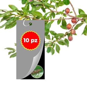 TRAPPOLA CROMOTROPICA NERA TUTA ABSOLUTA 10 pz