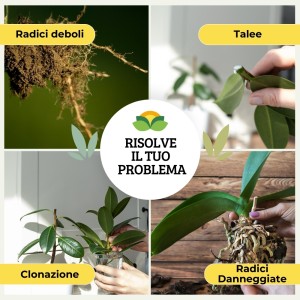 ORMOTONIC RADICANTE 100 g