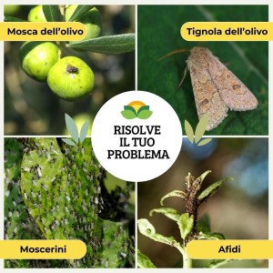 TRAPPOLA CROMOTROPICA VERDE MOSCA DELL'OLIVO 5 pz