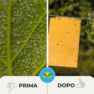 TRAPPOLA CROMOTROPICA ARANCIONE MOSCA BIANCA 5 pz