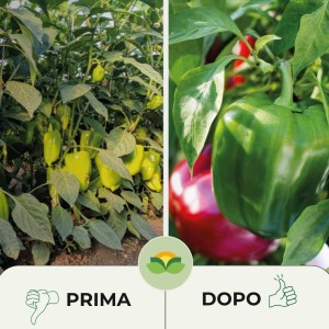 ZeRo - ZEOLITE + ZOLFO + RAME 500 ml RTU