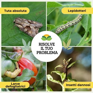 TRAPPOLA CROMOTROPICA NERA TUTA ABSOLUTA 5 pz