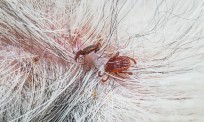 Insetticida per pulci e zecche
