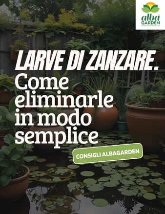 🌿 Addio alle larve di zanzara, prima ancora che diventino un problema! 🦟

Lo sapevi che le zanzare nascono nell’acqua stagnante e in pochi giorni diventano adulte e pronte a pungere?

Le larve si sviluppano in sottovasi, tombini, secchi, grondaie e perfino nei piccoli ristagni che spesso nemmeno notiamo.
➡️ Ogni femmina può deporre fino a 300 uova alla volta!

Ecco perché è fondamentale intervenire alla radice del problema.

Actilarv Compresse di Albagarden è il larvicida effervescente che agisce in modo mirato e sicuro contro le larve di zanzara – compresa la temuta zanzara tigre – direttamente nelle acque stagnanti come tombini, pozzetti, fontane e stagni

📌 Come funziona?
Blocca la crescita delle larve prima che diventino adulte. Un alleato efficace che rispetta l’ecosistema: selettivo, efficace contro le zanzare, poco impattante su pesci e predatori naturali.

👉 Acquista il prodotto sul nostro sito www.albagarden.it
#albagarden