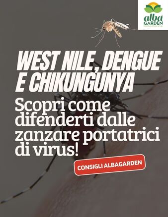 🦟 Zanzare e virus: è allarme anche in Italia!

West Nile, Dengue, Chikungunya... non sono nomi da film di fantascienza, ma virus trasmessi da zanzare sempre più presenti anche da noi. 

💬 Lo sapevi che bastano pochi cm d’acqua stagnante per farle proliferare?
E che la zanzara tigre punge anche di giorno, spesso proprio in giardino o sul terrazzo?

👉 Difendersi è possibile, ma servono le strategie giuste:
✅ Elimina i ristagni d’acqua
✅ Proteggi la pelle con repellenti sicuri
✅ Tratta tombini, sottovasi e aree esterne con prodotti mirati

🔬 Noi di Albagarden abbiamo selezionato i prodotti più efficaci per proteggere tutta la famiglia, animali inclusi. 💚

🛡️ Scopri la nostra linea completa: larvicidi,  prodotti antizanzare, trattamenti per esterni.
 
vai su www.albagarden.it
#albagarden #westnile #dengue #chikungunya