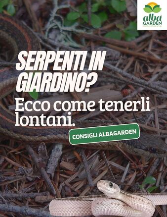 🌿 Agosto è il mese in cui i serpenti si avvicinano di più a giardini, orti e casette di campagna. Il caldo li spinge a cercare zone fresche, umide… spesso proprio dove non vorremmo trovarli!

Ma niente panico: puoi tenerli lontani in modo naturale e sicuro, senza danneggiare l’ambiente o altri animali. 🛡️

Nel post di oggi ti spieghiamo:
✅ Perché i serpenti si avvicinano
✅ Come rendere il tuo giardino “sgradito” per loro
✅ I disabituanti naturali più efficaci (e come usarli)
✅ Cosa non fare se vuoi evitare problemi

👀 Sfoglia il carosello per scoprire tutti i consigli utili!
Scopri i disabituanti serpenti su www.albagarden.it
#Albagarden