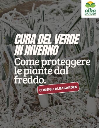 ❄️ Cura del verde in inverno: i consigli Albagarden per affrontare il freddo! 🌱

L’inverno è arrivato e con lui le temperature più rigide, ma questo non significa mettere in pausa la cura del tuo giardino o balcone. Anzi, è proprio ora che qualche attenzione in più può fare la differenza!

Nel nostro nuovo carosello trovi consigli pratici per proteggere piante e prato dal gelo: dalle coperture per le specie più delicate, alla gestione dell’irrigazione nei giorni più freddi, fino alle buone abitudini da seguire per evitare stress inutili al tuo verde.

✨ Con piccoli gesti mirati puoi aiutare le tue piante a superare l’inverno in salute, pronte a ripartire più forti in primavera.

🌿 Scopri come prenderti cura del tuo verde anche nei mesi più freddi.
La natura non si ferma, e con le attenzioni giuste nemmeno il tuo giardino!
#Albagarden