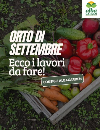 🌱 Settembre è il mese della transizione nell’orto: si raccolgono gli ultimi frutti estivi e si preparano le nuove semine per l’autunno.

Ecco cosa non può mancare nel tuo orto questo mese 👇

✅ Semina di spinaci, ravanelli, lattughe, finocchi
✅ Raccolta di pomodori, peperoni e zucchine
✅ Difesa biologica contro le ultime larve con il Bacillus thuringiensis
✅ Concimazione organica per rinvigorire il terreno
✅ Protezione delle colture con pacciamature naturali

🟢 Con i prodotti Albagarden, l’orto resta sano, produttivo e 100% naturale anche in autunno!
#Albagarden
