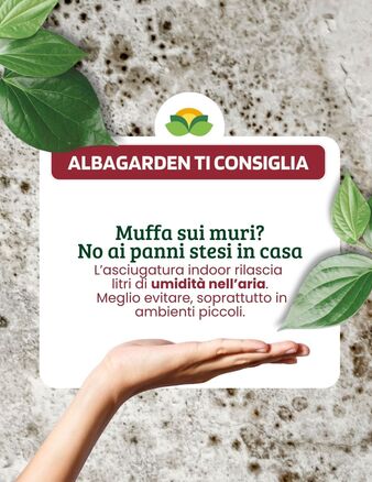 Quando l’umidità si insinua, le pareti diventano un terreno fertile per la muffa. Il rischio? Superfici rovinate, odori sgradevoli, un ambiente che non trasmette più comfort.

Con l’Antimuffa Spray Albagarden recuperi il controllo:
🔹 Smacchia le superfici
🔹 Igienizza a fondo
🔹 Previene nuove formazioni di muffa

Tutto questo in un’unica soluzione facile da usare e senza l'utilizzo di candeggina.
Fai tornare la casa sana e pulita come merita.

Acquistalo ora! 👇
www.albagarden.it
#albagarden