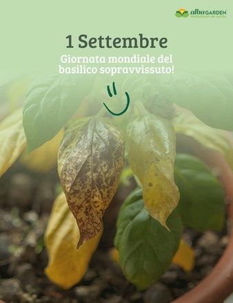 🌿 Settembre è quel mese in cui:
– il basilico 😅 fa finta di essere ancora in forma;
– i gerani 🙄 iniziano a guardarti storto.

🍂 L’estate finisce, ma il verde... non molla.
Buon mese nuovo da Albagarden! 🪴🌱
#Albagarden #1settembre