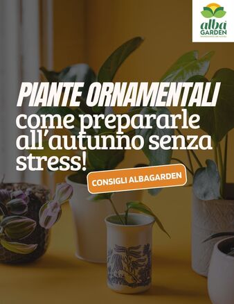 #🍁 L’autunno è alle porte… e le tue piante ornamentali lo sanno!
Ma niente panico: con qualche attenzione puoi aiutarle ad affrontare il cambio di stagione senza stress. 🌿✨

In questo carosello ti diamo qualche consiglio pratico per preparare le tue piante all’autunno, proteggendole da freddo, umidità e sbalzi improvvisi.
📌 Pulizia, nutrimento leggero, microclima ideale e trattamenti naturali: tutto spiegato passo passo!
www.albagarden.it
#albagarden