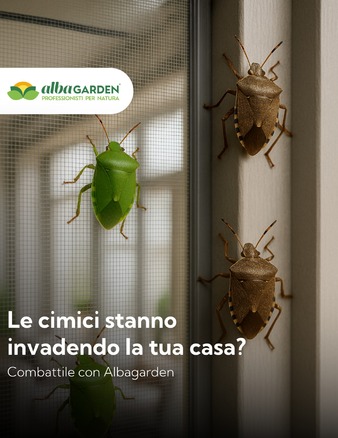 Con l’arrivo dell’autunno, le cimici verdi e asiatiche tornano a farsi vedere… e spesso si rifugiano proprio nelle nostre case, orti e giardini! 😖

👉 Ma niente panico: da Albagarden trovi i prodotti giusti e davvero efficaci per tenerle alla larga, senza danneggiare l’ambiente o le tue piante.

🌱 Soluzioni naturali e professionali
🐞 Efficaci contro cimice asiatica, verde e altri insetti molesti
🏠 Per uso domestico e in agricoltura.

Acquista i prodotti Albagarden sul nostro shop: www.albagarden.it
#albagarden