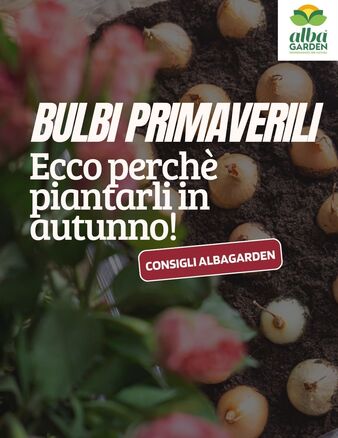 💡 Lo sapevi che i fiori primaverili si piantano in autunno?
Se vuoi un giardino che esploda di colori tra marzo e aprile…
👉 Il momento di agire è ORA!

Abbiamo preparato per te una guida completa alla piantagione dei bulbi primaverili:
✅ Quando piantarli
✅ Dove metterli
✅ A che profondità
✅ Come scegliere i migliori bulbi
✅ Errori da evitare
…e tutti i consigli per una fioritura perfetta 🌼

📲 Scorri il carosello e segui passo passo i consigli di Albagarden.
#Albagarden