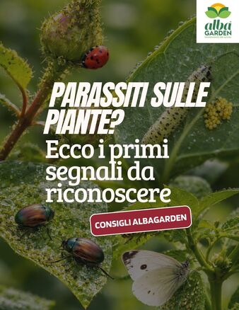 Le piante parlano 🌿
 Sta a noi capire cosa ci stanno dicendo
Foglie rovinate, appiccicose o deformate sono spesso i primi segnali di un attacco in corso.

Riconoscerli subito ti permette di intervenire prima che sia troppo tardi
👉 Salva questo post per averlo sempre a portata di mano
 👉 Scrivici se vuoi capire cosa sta succedendo alle tue piante 💚
#Albagarden
