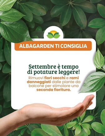 Settembre è il momento perfetto per dare una rinfrescata al tuo balcone!

Con piccole potature mirate, puoi stimolare una seconda fioritura e mantenere le tue piante sane e rigoglCon piccole potature mirate, puoi stimolare una seconda fioritura e mantenere le tue piante sane e rigogl#albagardeniose. 🌸✂️

👉 Elimina i fiori secchi e i rami danneggiati: un gesto semplice che fa la differenza! Il tuo angolo verde ti ringrazierà. 💚
#Albagarden