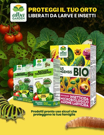 Fine estate? Proteggi il tuo orto e il verde con il biologico! orto 🪴🌱 

Con l'arrivo dell’umidità e delle larve🐛 , il Bacillus Thuringiensis di Albagarden è la soluzione ideale: un insetticida biologico in polvere bagnabile, efficace per ingestione delle larve di lepidotteri.

Perché sceglierlo ora?

✅ Protegge ortaggi, fiori e piante da frutto nei loro momenti di fragilità estiva
✅ Prodotto italiano, naturale e rispettoso dell’ambiente 

Acquistalo qui: www.albagarden.it
#albagarden