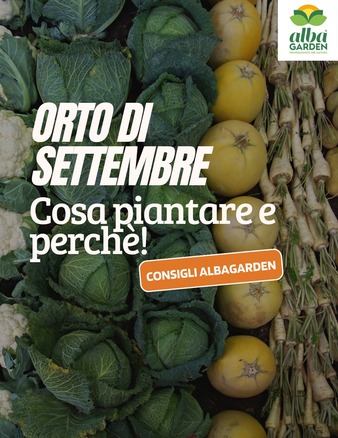 🌱 Settembre: l’orto non va in vacanza!
Con l’arrivo dell’aria più fresca, è il momento perfetto per piantare cavoli, insalate, carote, spinaci, fragole e molto altro.
Ma ogni coltura ha le sue esigenze... e per ottenere risultati migliori, serve anche la giusta protezione naturale.

Nel nostro nuovo carosello ti spieghiamo:
✅ Cosa puoi seminare o trapiantare adesso
✅ Quali prodotti Albagarden usare per nutrire, rafforzare e difendere le tue piante
✅ Perché settembre è un mese strategico per preparare un orto (e un frutteto) ricco e sano!

👉 Sfoglia le slide e scopri come rendere perfetto il tuo orto d'autunno!
Trovi i prodotti Albagarden sul nostro shop: www.albagarden.it
#Albagarden
