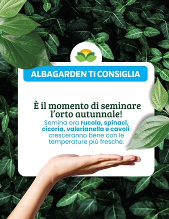 🗓 È il momento di seminare l’orto autunnale!

Le temperature si abbassano, il terreno è ancora caldo e umido: condizioni ideali per seminare nuove colture bio 🌱

Ecco cosa puoi seminare adesso:

🥬 Cavoli
🌱 Spinaci
🥗 Rucola
🌿 Cicoria
💚 Valerianella

✅ Cresceranno forti e sane con il clima più fresco
✅ Meno parassiti, meno stress per le piante
✅ Raccolti ricchi già tra poche settimane!

🌱 Per un orto sano e produttivo… naturalmente, scegli Albagarden.
#Albagarden