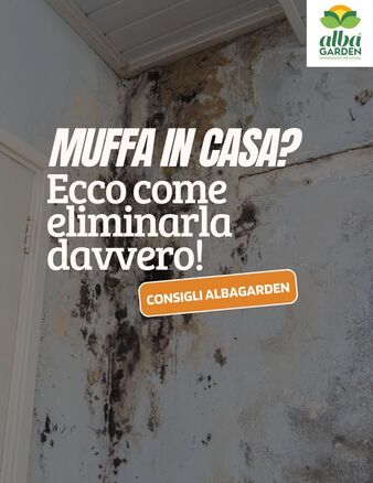 Hai notato macchie scure, muffa o umidità che attaccano i muri di casa? Il risultato può essere anti‑estetico e insalubre.

La buona notizia? L’Antimuffa Spray di Albagarden elimina le macchie causate da muffa, umidità o depositi atmosferici e previene la loro ricomparsa.

✅ Formulazione a pH neutro
✅ Senza acidi aggressivi e VOC
✅ Facilissimo da spruzzare, subito pronto all’uso

Non lasciare che l’umidità rovini gli ambienti che ami
👉 Corri sul sito e acquista ora
www.albagarden.it
#albagarden