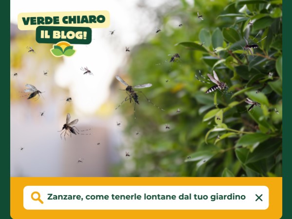 Zanzare, come tenerle lontane dal tuo giardino