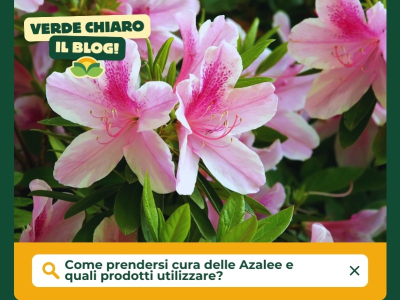 Come prendersi cura delle Azalee e quali prodotti utilizzare?